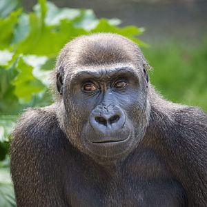 Western gorilla 'Kanzi'