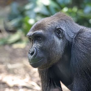Western gorilla 'Kanzi'