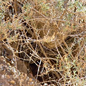 Horseshoe Whip Snake (Hemorrhois hippocrepis)