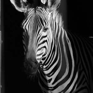 Hartmann's Mountain Zebra mare, December 2021