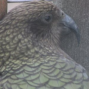 Kea