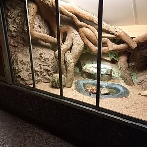 Gila monster enclosure