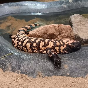 Gila monster