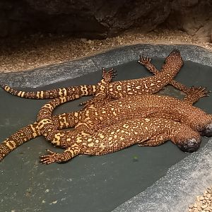 Mexican beaded lizards