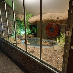 Enclosure Beaded lizard