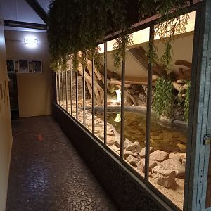 Enclosure Cuvier's dwarf caiman