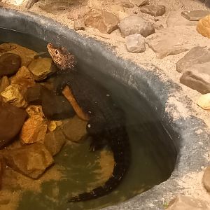 Cuvier's dwarf caiman