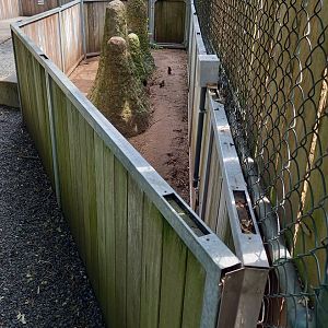 Enclosure Dwarf mongoose