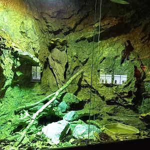 Enclosure Sheltopusik