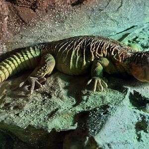 Ocellated spiny-tailed lizard