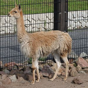 Vicuna