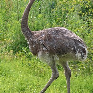 Lesser rhea