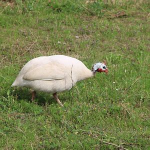 White helmeted guineafowl