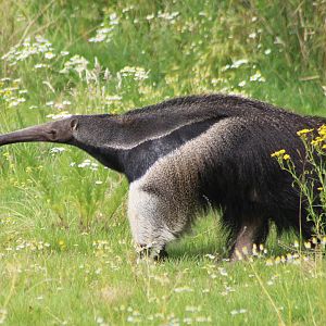 Giant anteater