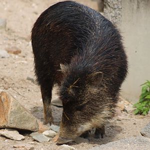 Southern white-lipped peccary
