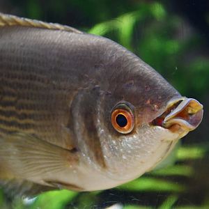 Kissing Gourami (Helostoma temminckii)