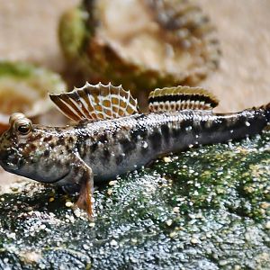 Mudskipper (Periophthalmus sp.)