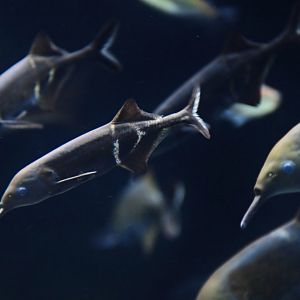 Peter's Elephantnose Fish (Gnathonemus petersii)