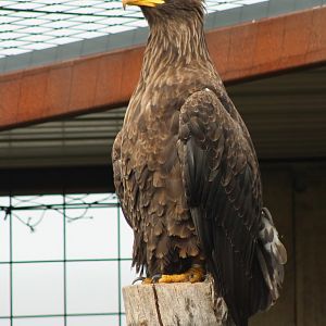 Steller's sea-eagle