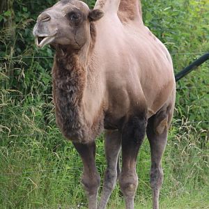 Bactrian camel