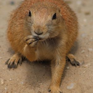 Black-tailed prairiedog