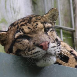 Clouded leopard