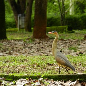 Wild whistling heron - Belo Horizonte zoo