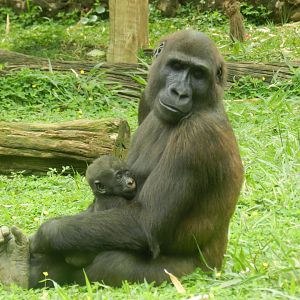 Brother friendship - Belo Horizonte zoo