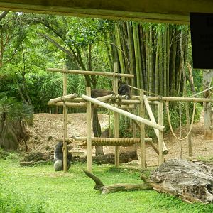 Part of the gorilla group - Belo Horizonte zoo