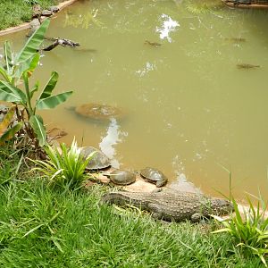 Caiman and chelonians - Belo Horizonte zoo