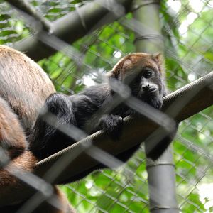 Baby howler monkey - Belo Horizonte zoo