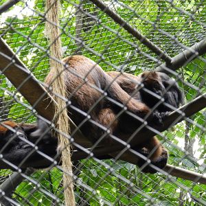 Howler monkey family - Belo Horizonte zoo
