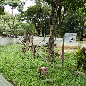 Greater grison exhibit - Belo Horizonte zoo