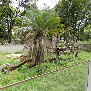 Greater grison exhibit - Belo Horizonte zoo