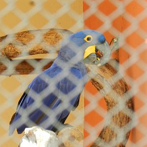 Hyacinth macaw - Belo Horizonte zoo