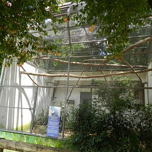 Hyacinth macaw exhibit - Belo Horizonte zoo