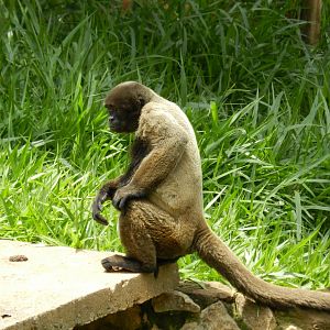 Wooly monkey - Belo Horizonte zoo