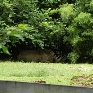White rhino - Belo Horizonte zoo