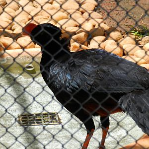 Alagoas curassow - Belo Horizonte zoo