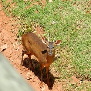 Brocket deer - Belo Horizonte zoo