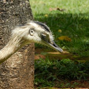 Greater rhea - Belo Horizonte zoo
