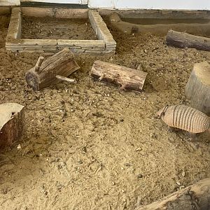 Six-banded armadillo 071121