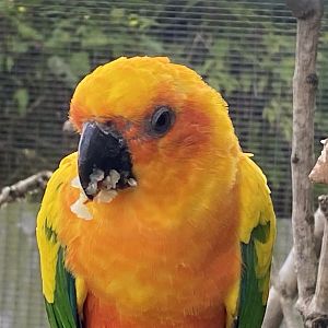 Sun parakeet 071121