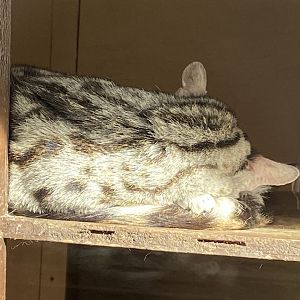 European genet 071121