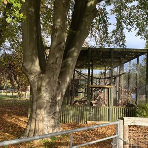 Tayra enclosure 071121