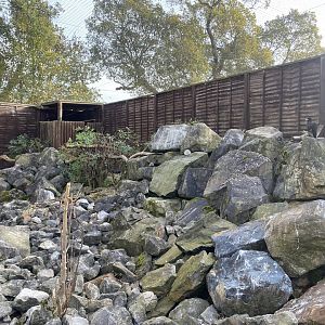 Striated caracara aviary 071121