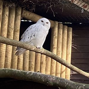 Snowy owl 071121
