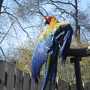 Hybrid Macaw - Birdland 2021