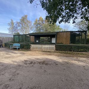 Carpathian lynx enclosure 071121