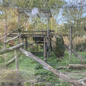 Carpathian lynx enclosure 071121